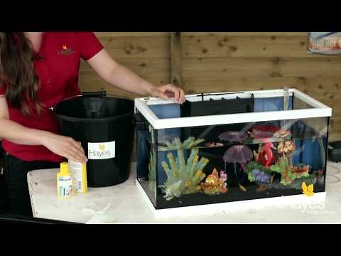 How to Maintain Your Fish Tank | Hayes Garden World