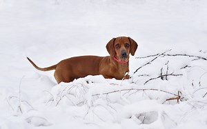 Puppy Dachshund Through the Snow for the First Time Melts Hearts: ‘Magical’