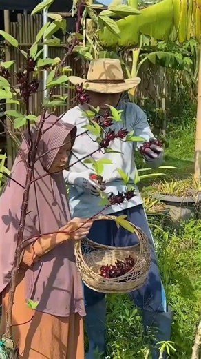 Panen bunga rosela yg cantik di kebun belakang rumah🌺