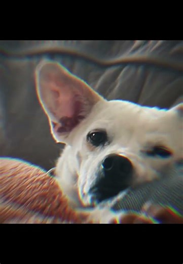 My dogs (slightly flash) #edits