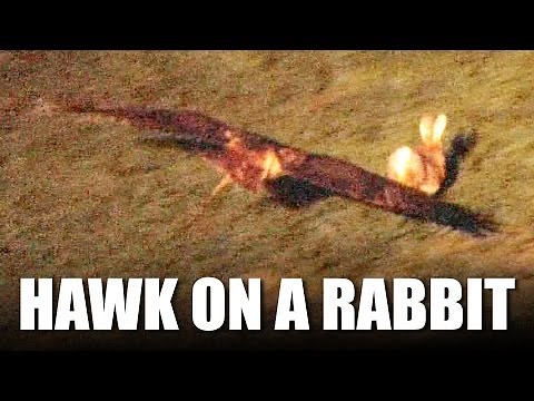 Hawking Rabbits with a Redtail