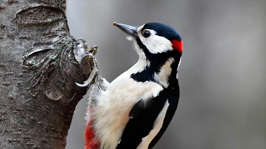 Great spotted woodpecker