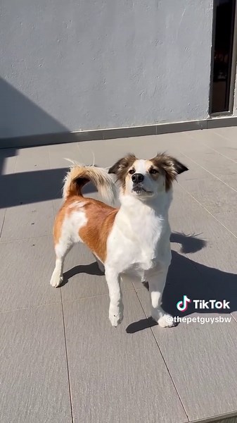 Exclusive VIP Dog Grooming Services in Botswana