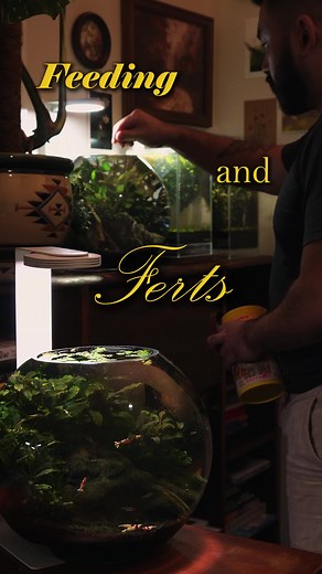 Daily Routine for Planted Nano Aquariums