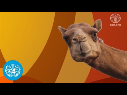 International Year of Camelids - Celebration of Camels