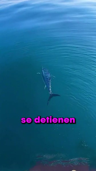 El pez más interesante del mundo 🐟☁️