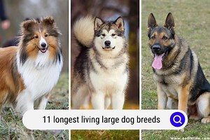 11 Longest Living Large Dog Breeds - OodleLife®