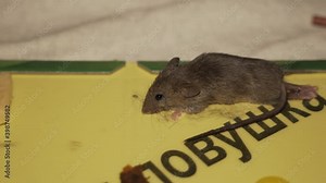 Mouse trapped in a glue mouse trap. Mouse trapped. close up Stock Video