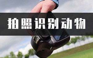 如何拍照识别动物？拍照识别动物学会这招快速上手