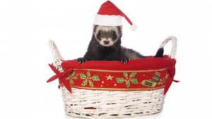 VIDEO: How to dress a ferret for Christmas