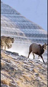 HIGH-SPEED Chase! Snow Leopard Hunts Argali Ram on the Mountain Slopes (Extreme Survival) #foryouシ