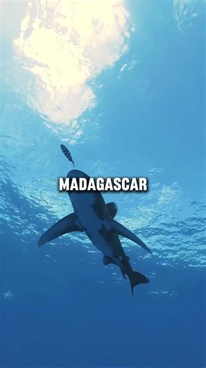 Megalodon The Giant Shark Truth Will Blow Your Mind #animalfacts #shorts