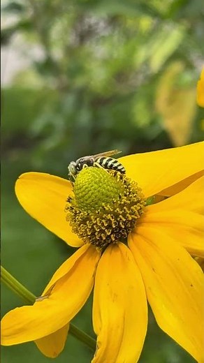 Green-Eyed Sweat Bee Collecting Pollen on Cutleaf Coneflower | Native Pollinators in August
