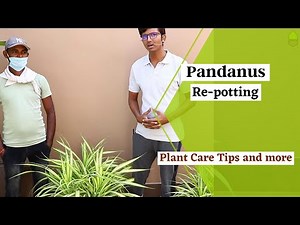 Pandanus Re-potting || Plant Care Tips || Sunlight, water, fertilizer