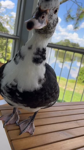 Absolute perfection 🥰🦆 | Fidget the Duck