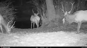 2K views · 68 reactions | The Kentucky Fish and Wildlife Department utilized trail cameras to monitor elk prior to placing corral traps in their efforts to relocate elk to the Daniel Boone National Forest in Mccreary County - which largely consists of public National Forest land. The goal of the project is to expand the Kentucky elk range to increase public access opportunties for elk. | Stealth Cam | Facebook