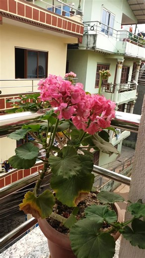 Monalisa Thapa (@mona_________lisa)’s videos with original sound - Ghost🇳🇵