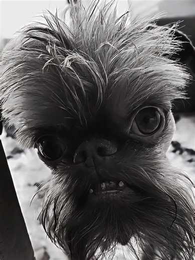 Skinwalker Dog Encounters Explained