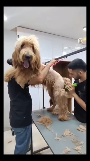 goldendoodle first time grooming after 3 years 🛁✂️🧸#goldendoodle #goldendoodlegrooming