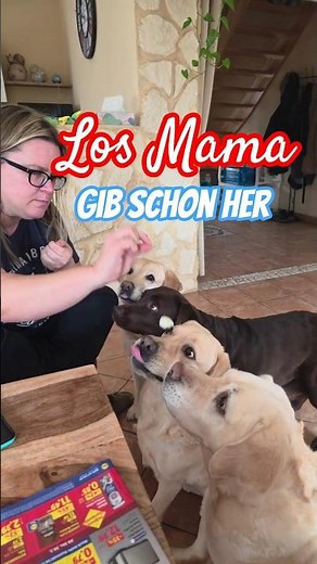 🥚😱 Do your dogs love eggs as much as we do? ❤️ Our "egg junkies" #labrador #labradordog #doglife