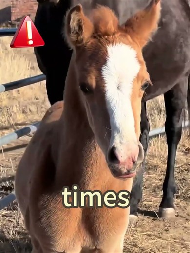 Never Seen a Horse Sit Like a Dog? The Truth Will Melt You!#Horses #AnimalLovers #CuteAnimals