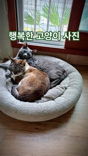 행복한 고양이 사진 Happy cat pictures | 귀여운 고양이 cute cat 러시안블루 태비 루미 시루 russian blue tabby cat photos
