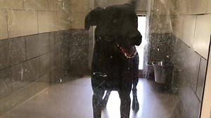 1.4K views · 65 reactions | CORY: RESCUED PER PH This boys sister is...