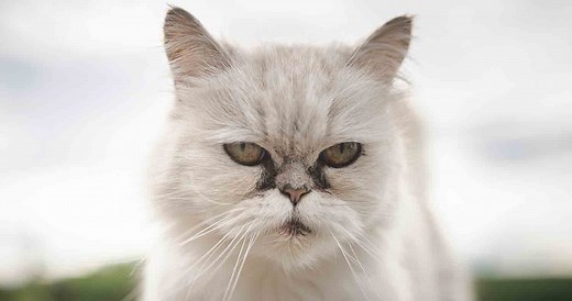 How Long Do Cats Live? Average Cat Lifespan and Life Expectancy Explained