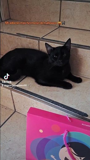 Hallowen 👻🎃🐈‍⬛ #cats #halloween #date #michis #octubre