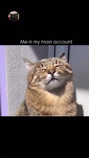 dlackbick on Instagram: "How many accounts you have ? #memes #funny #virals #relatable #dlackbick_ #dank"