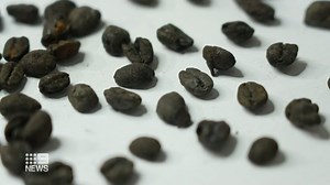 There's no doubt Melbourne is the home of coffee, but it's never been clear when we got the title until now. 167-year-old coffee beans have been unearthed below Swanston Street, proving the city had the name long ago. #9News | Nightly at 6pm | 9 News Melbourne