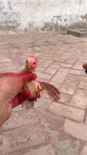 How to Color a Chick at Home 🐥🎨 #shortvideo