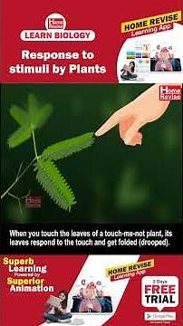 Response to stimuli by Plants | Learn Biology with Home Revise