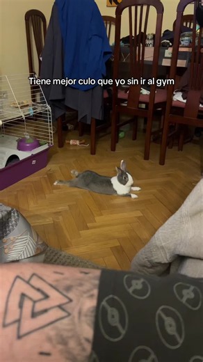Menudo culo gasta el tío #conejo #bunny #mascotas #pet #fyp | rabbit