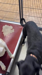 Have you met Rayne yet? If not, you're missing out on one of the sweetest pittie mixes around! Rayne is not only adorable but so well behaved 🥰And let's not forget her roommate, Baxter, who’s just as lovable! These two are ready to find their forever homes ❤️ Our hours are 1-5 tomorrow! #adoptdontshop #dogs | Joplin Humane Society Animal Adoption & Resource Center