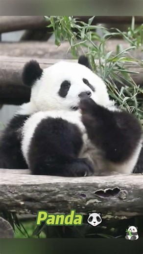 Panda 🐼 so cute 🥰#panda #pandas #love #funny #cute #animals #kungfupanda#usa