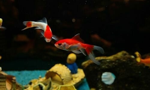 What Can I Feed My Goldfish? (29 Fish Food Alternatives)