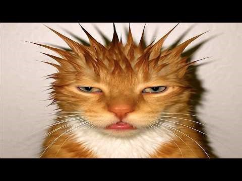 The Most dramatic cats moments ever! 😂🤣 Funny Cat Videos 2026