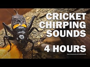 Cricket Crick Crick Sounds - Cricket Chirp Sounds - 4 Hours