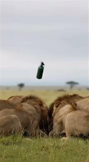 Pumbaa & Elephant PRANK Lions with Smoke Bomb! 💨🦁