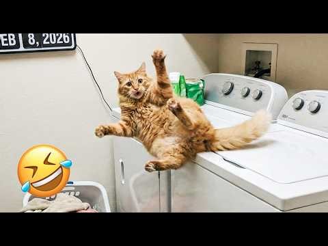 Ultimate Cat Fails 2026 Cat Jumps on Washing Machine Falls Down Miserably