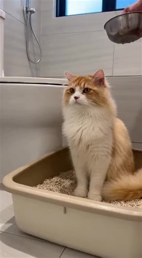 Cat Fun #kidsvideo #cartoonforkids #kidscartoon #kids #cartoon