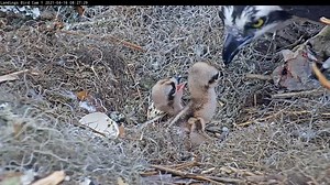 2.9M views · 10K reactions | Breaking news—literally!  The second Osprey chick has hatched after 39 days of incubation. Watch the hatchling perk up and turn itself around to receive its first meal alongside its 3-day-old sibling. A visible pip (or break in the egg) was seen overnight, and the chick was first seen working its way out of the egg at 3:45 AM. One egg remains! Watch LIVE at AllAboutBirds.org/SavannahOspreys | Bird Cams | Facebook