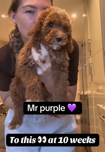 Our 6 cavapoos 🐶 … how big and fluffy are they now?! 😮 at 10 weeks! #dogs 🐾 #dogmom #cavapoo #puppy #love