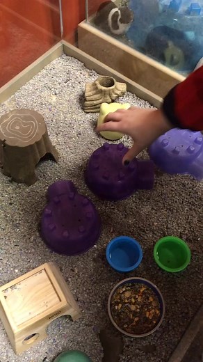 Funny and Cute Hamster Cuddling Compilation