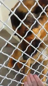 1.1K views · 47 reactions | KILO is a year old and was left at the...