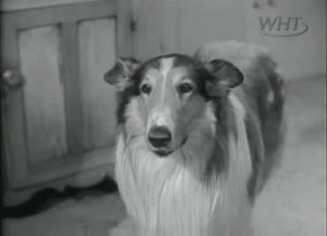 34K views · 1.1K reactions | Lassie TV Series (1954–1974) | Vroeger was alles anders. | Facebook