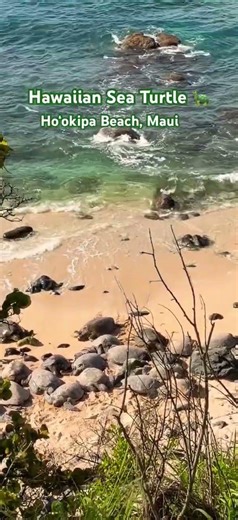 Hawaiian Sea Turtle at Ho‘okipa 🐢 Maui | Animal Totem