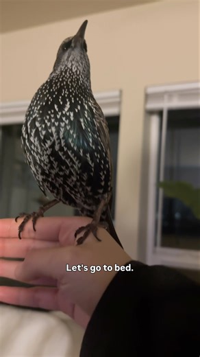My bird’s nighttime routine #starling