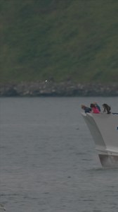 "One ferret killed 27 puffins" - special projects on Rathlin are helping to eradicate predators and fox red labrador Woody is doing his part in helping to keep seabirds safe. Read more here: https://bbc.in/3UhUkUe | BBC News NI